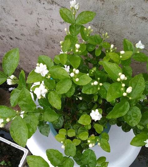 茉莉花 澆水